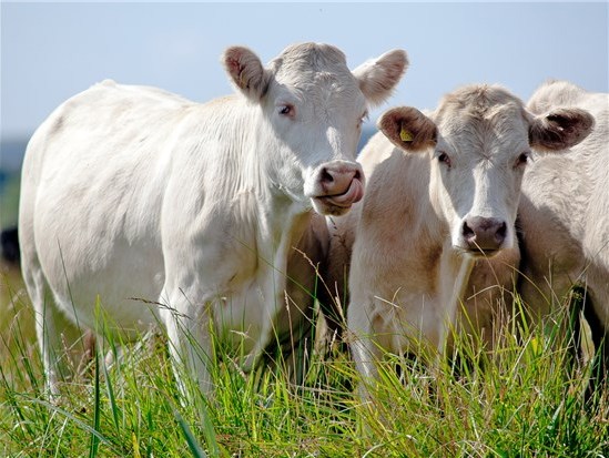 племенной скот, оборудование для КРС, оборудование для ферм, вентиляционное оборудование, монтаж оборудования для ферм