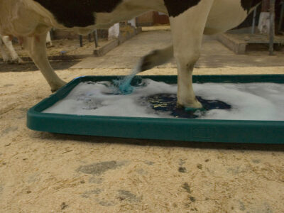 Уход и обрезка копыт